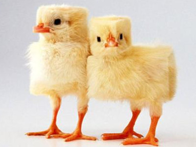 Nếu vạn vật hình vuông...