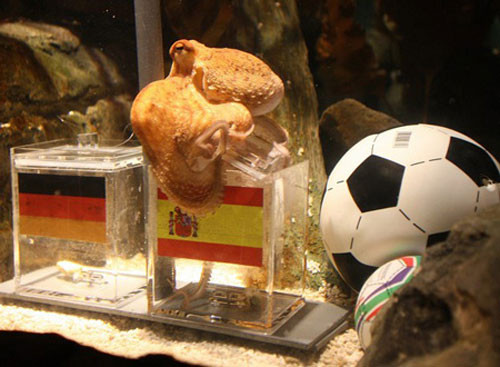 Muốn "thánh" Paul dự đoán, chi 15 ngàn đô