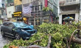 Nguy cơ cây đổ do mưa bão, người trẻ cần lưu ý gì khi tham gia giao thông?