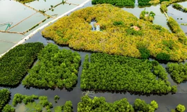 Rộng xanh thêm những cánh rừng ngập mặn xứ Huế