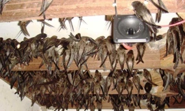 TP. Huế quy định những khu vực cấm nuôi chim yến