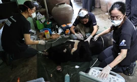 Những ‘bóng hồng’ chăm gấu giữa rừng Bạch Mã