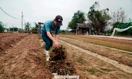 Vựa hoa lớn nhất xứ Huế nguy cơ ‘mất Tết’