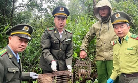 Hai mẹ con động vật quý hiếm được phát hiện đi lạc vào vườn dân tại Huế