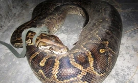 Gà kêu loạn trong đêm, người dân hoảng hốt phát hiện con vật hoang dã quý hiếm