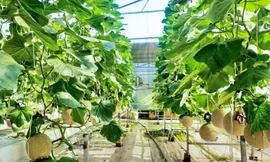 Tận thấy nông dân áp dụng công nghệ sản xuất rau quả 4 sao 