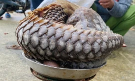 Tê tê quý hiếm dài gần 1 mét bò vào khu dân cư ở Đà Nẵng