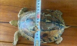 Rùa quý hiếm bò vào vườn người dân ở Đà Nẵng