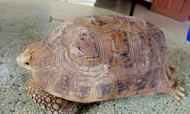 Người dân Đà Nẵng phát hiện rùa vàng quý hiếm liền gọi báo công an