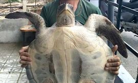 Cá thể quý hiếm trong sách đỏ mắc vào lưới đánh cá của ngư dân