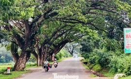 Ngắm hàng me Tây trăm tuổi như 'đường hầm xanh' đẹp mê mẩn ở Quảng Ngãi