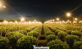 Biến đêm thành ngày ở ‘thủ phủ’ hoa cúc miền Trung