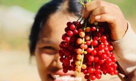 'Hạt ngọc trời' là gì, đắt đỏ ra sao mà người dân kéo nhau lên núi tìm kiếm? 