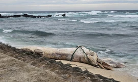 Cá voi ‘khủng’ dài 10m dạt vào đặc khu Lý Sơn giữa bão số 10