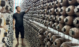 Từ gian khó vươn lên, nông dân Quảng Ngãi mở lối thoát nghèo nhờ trồng nấm bào ngư