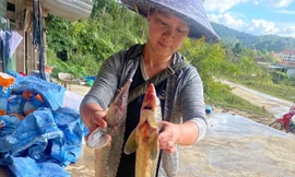 Lũ ống ở Quảng Ngãi làm chết 45 tấn cá tầm, thiệt hại gần 8 tỷ đồng