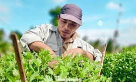 Mưa kéo dài, thủ phủ hoa cúc miền Trung 'đứng ngồi không yên'