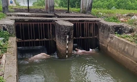 Hãi hùng xác lợn phân hủy trôi nổi trên kênh nước ở Quảng Ngãi