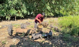 Thoát nghèo bền vững: Câu chuyện từ Đông Trà Bồng