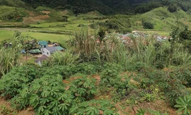 Vết nứt dài gần 200m trên đỉnh đồi ở Quảng Ngãi, sơ tán khẩn 12 hộ dân