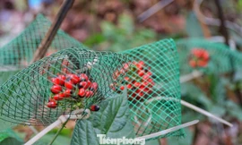 Tận thấy 'vàng đỏ' trên đại ngàn Ngọc Linh vào mùa thu hoạch