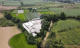 Quảng Ngãi: Vì sao chưa xử lý 2 cơ sở chế biến mủ cao su trái phép quy mô ‘khủng’? 