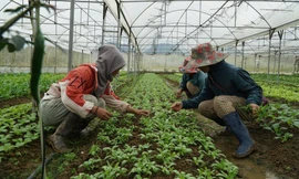 Con đường thoát nghèo nhờ liên kết sản xuất