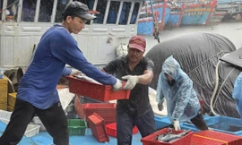 Ngư dân Quảng Ngãi bỏ dở phiên biển, hối hả vào bờ bán cá ‘chạy bão’