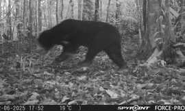 Phát hiện gấu ngựa và cua bay quý hiếm ở Vườn Quốc gia Chư Mom Ray 