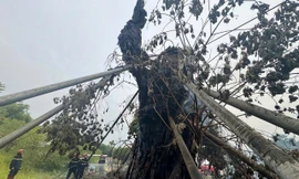 'Cụ đa' 200 tuổi trên núi ở Quảng Ngãi bất ngờ bốc cháy dữ dội