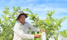 Áp dụng mô hình nông nghiệp thông minh, người dân tộc Hrê cùng nhau thoát nghèo