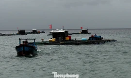 Biển động do bão số 12, đảo Bé Lý Sơn dự trữ 1 tấn gạo phòng bị cô lập