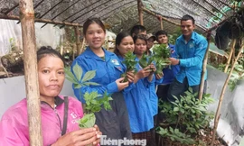 ‘Vườn sâm kết đoàn’ dìu thanh niên thoát nghèo