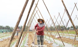 Nông dân cần mẫn 'hồi sinh' vùng rau lớn nhất Đà Nẵng sau lũ
