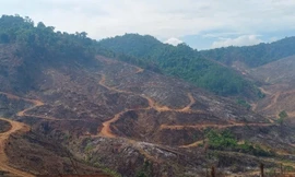 Điều tra các đối tượng xâm hại gần 95ha rừng ở Gia Lai