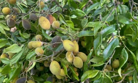 Gia Lai siết chặt cơn sốt săn quả ươi