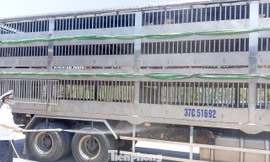 Gia Lai thành lập 4 chốt kiểm soát dịch bệnh động vật