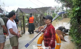 Gia Lai với trận ngập lịch sử, gia súc chết ngổn ngang, thiệt hại nặng nề