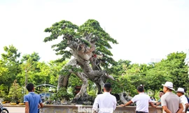 Chiêm ngưỡng ‘cụ duối khủng’ tụ hội về Quy Nhơn