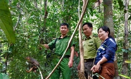 Tê tê quý hiếm bò vào nhà người dân ở Gia Lai