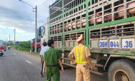 Phát hiện hơn 50 con heo vận chuyển vào Nam không có kiểm dịch