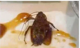 Làm rõ việc có gián xuất hiện trong món ăn tại một nhà hàng ở Quy Nhơn