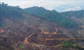 Khởi tố vụ xâm hại gần 98ha rừng ở Gia Lai