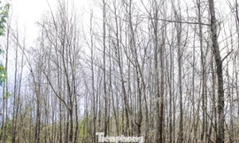 'Lá chắn xanh' bên tuyến đường biển ở Gia Lai đang chết khô