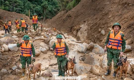 Cận cảnh những chú chó cứu hộ Làng Nủ đang tìm người mất tích ở Đà Nẵng