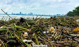 Hàng tấn rác thải phủ kín bờ biển Đà Nẵng sau mưa lũ