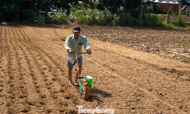 Cát phủ trắng ruộng đồng, nông dân Đà Nẵng chạy đua thời gian để kịp vụ Tết