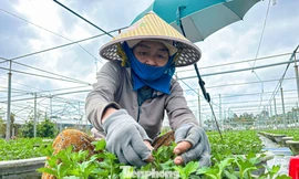 Nông dân làng hoa lớn nhất Đà Nẵng tất bật chăm vụ hoa Tết