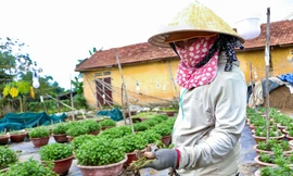 Người trồng cúc Đà Nẵng lao đao vì hoa thối rễ, khó cứu trước Tết