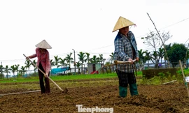 Giá giống tăng cao, nông dân làng rau Đà Nẵng thấp thỏm lo 'mất Tết'